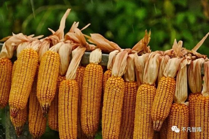 富硒大米收割（富硒大米种植成本）-硒宝网