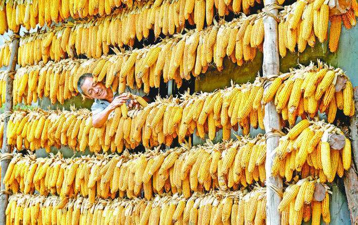 富硒大米收割（富硒大米种植成本）-硒宝网