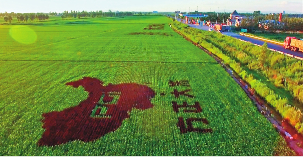 放心富硒大米(富硒大米可以防癌吗)-硒宝网