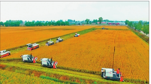 放心富硒大米(富硒大米可以防癌吗)-硒宝网