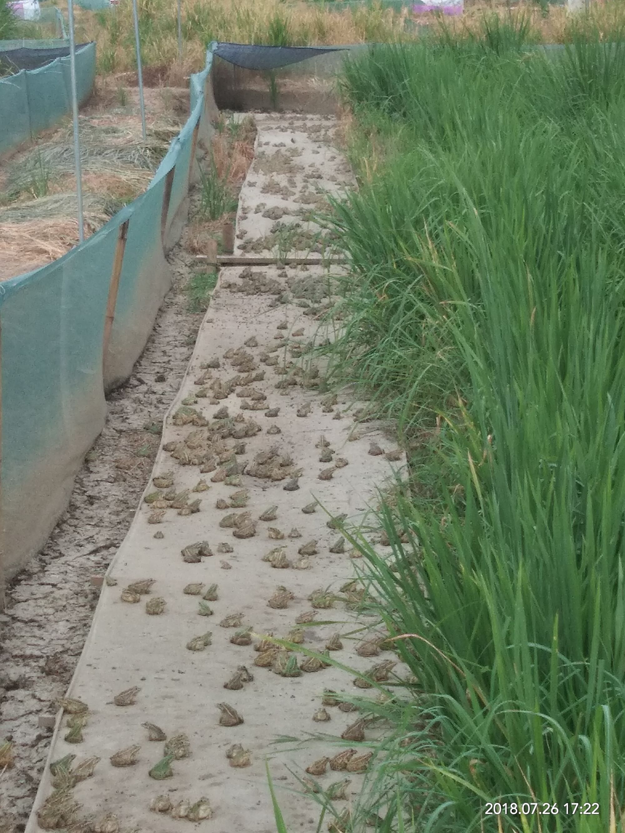 放心富硒大米(据报道富硒大米有多种保健功能)-硒宝网