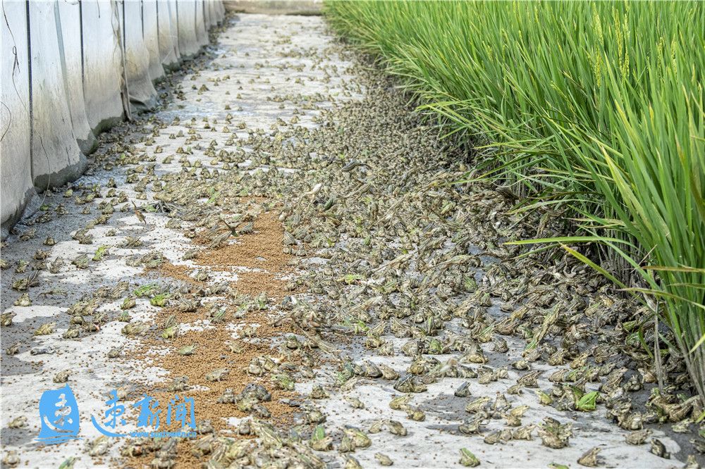 放心富硒大米(据报道富硒大米有多种保健功能)-硒宝网