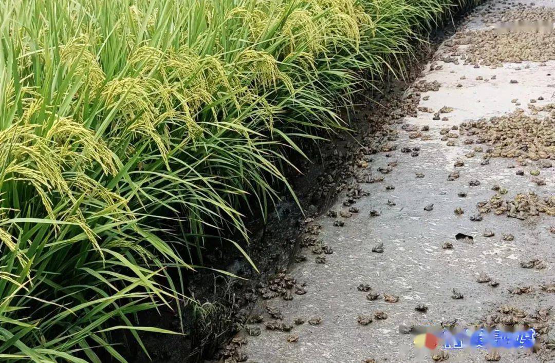 放心富硒大米(据报道富硒大米有多种保健功能)-硒宝网