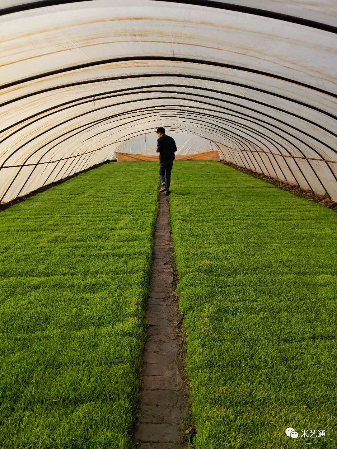 富硒大米米饭（大米米饭富硒吗）-硒宝网