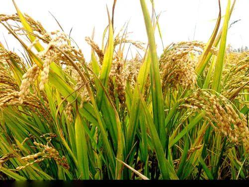 富硒大米米饭（大米米饭富硒吗）-硒宝网