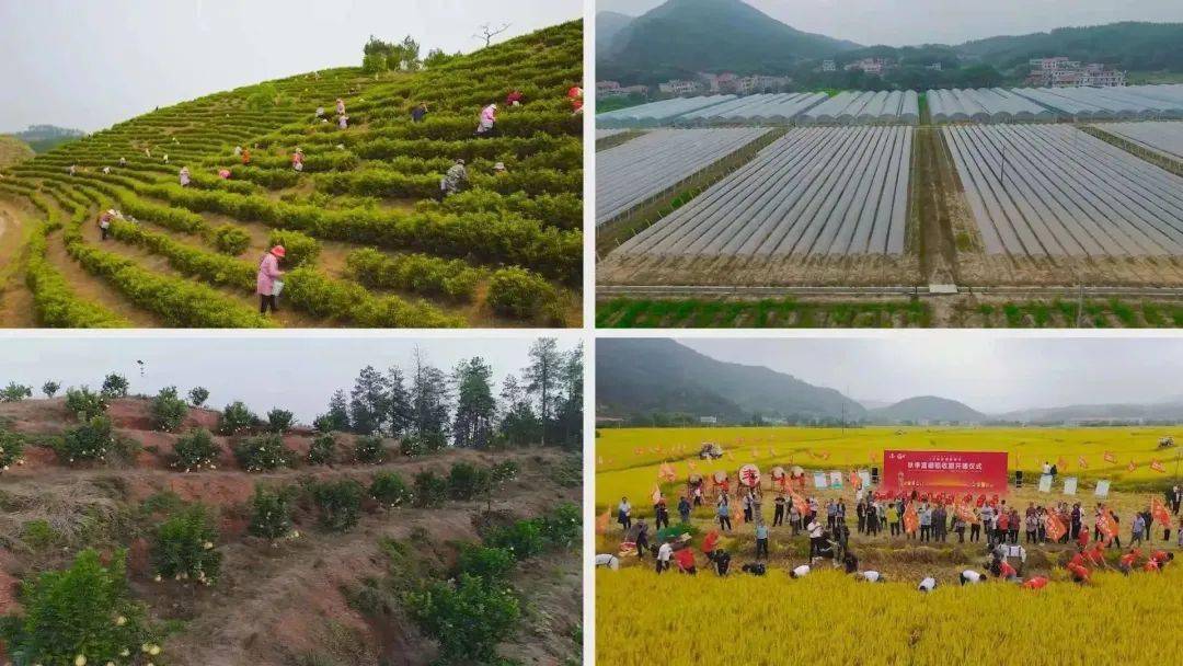 集安富硒大米（富硒大米市场前景）-硒宝网