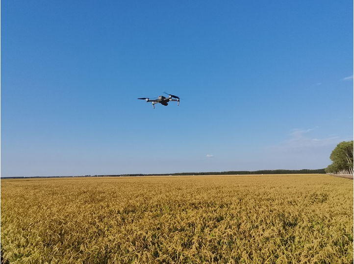 富硒大米收割(大米收割富硒多少钱)-硒宝网