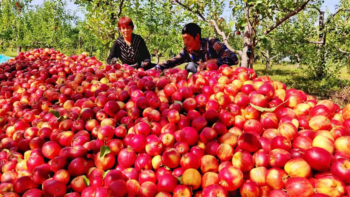 大悟富硒大米（富硒大米之乡在哪）-硒宝网