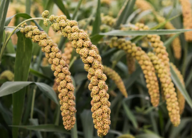 富硒大米小米（富硒小米和普通小米）-硒宝网