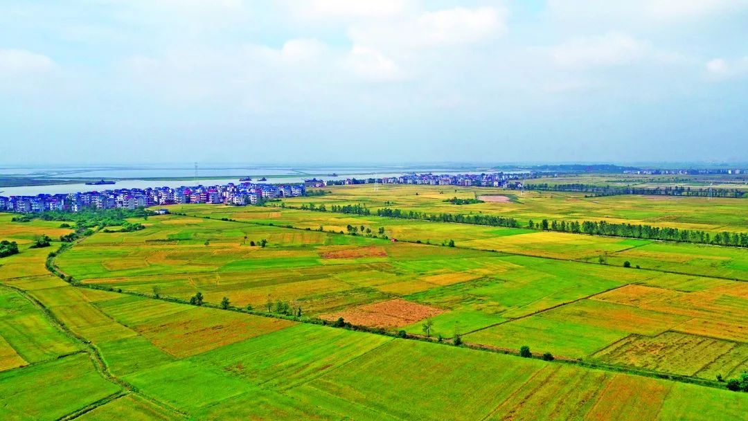 浙江富硒大米(富硒大米原产地在哪里)-硒宝网