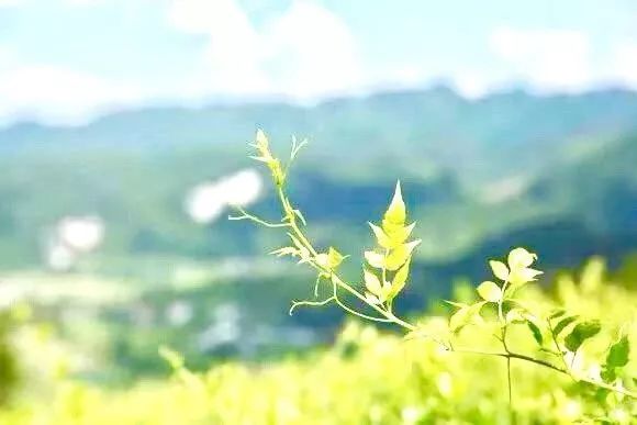 高寿富硒大米（富硒的大米）-硒宝网