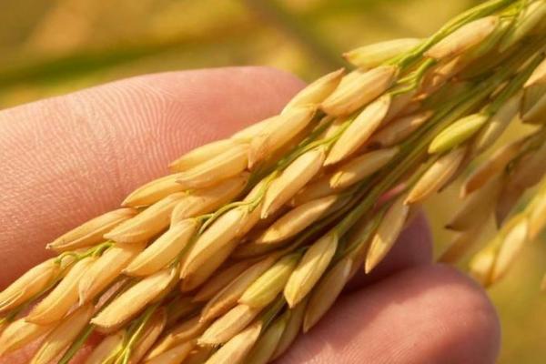 北田富硒大米（富硒优质大米）-硒宝网