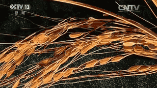 湛江富硒大米（富硒优质大米）-硒宝网