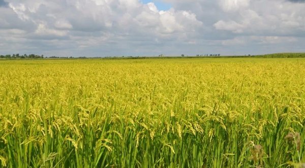 富硒大米测评（富硒大米好在哪）-硒宝网