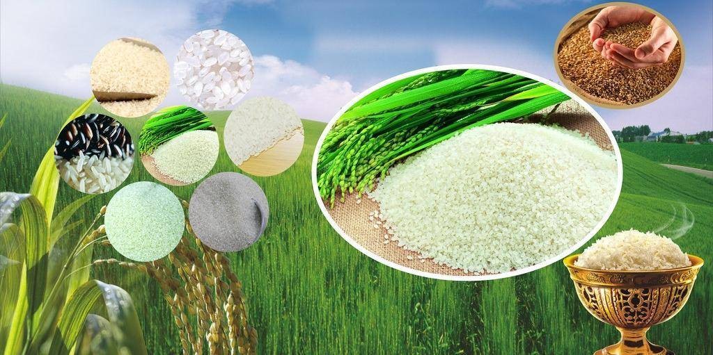最好富硒大米(富硒大米中富含的营养物质)-硒宝网