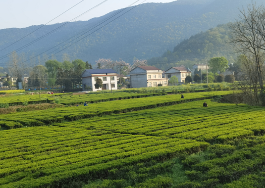 富硒大米异味(大米异味富硒的原因)-硒宝网