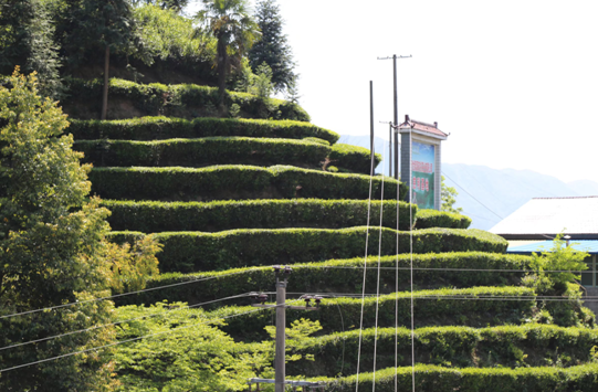 富硒大米异味(大米异味富硒的原因)-硒宝网