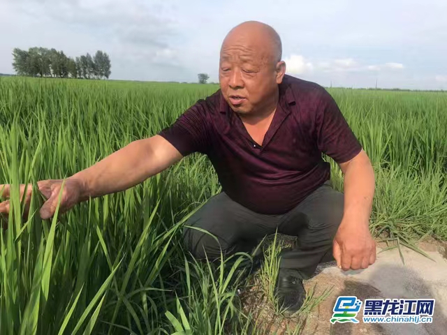 赞美富硒大米(富硒大米文案)-硒宝网