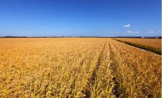 赞美富硒大米(富硒大米文案)-硒宝网