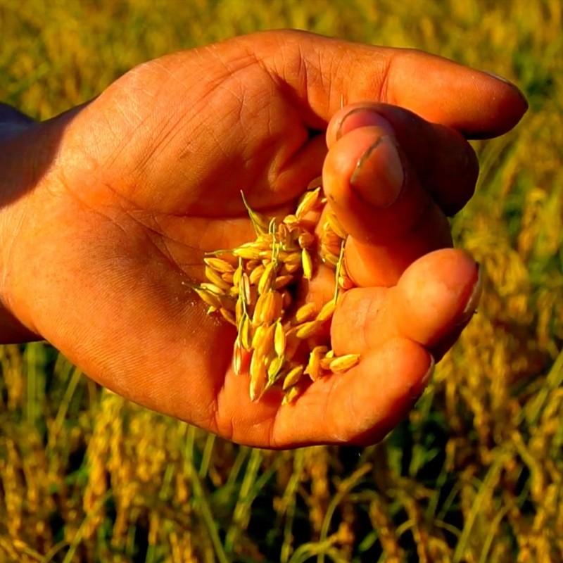 富硒大米有机(大米机富硒有什么作用)-硒宝网