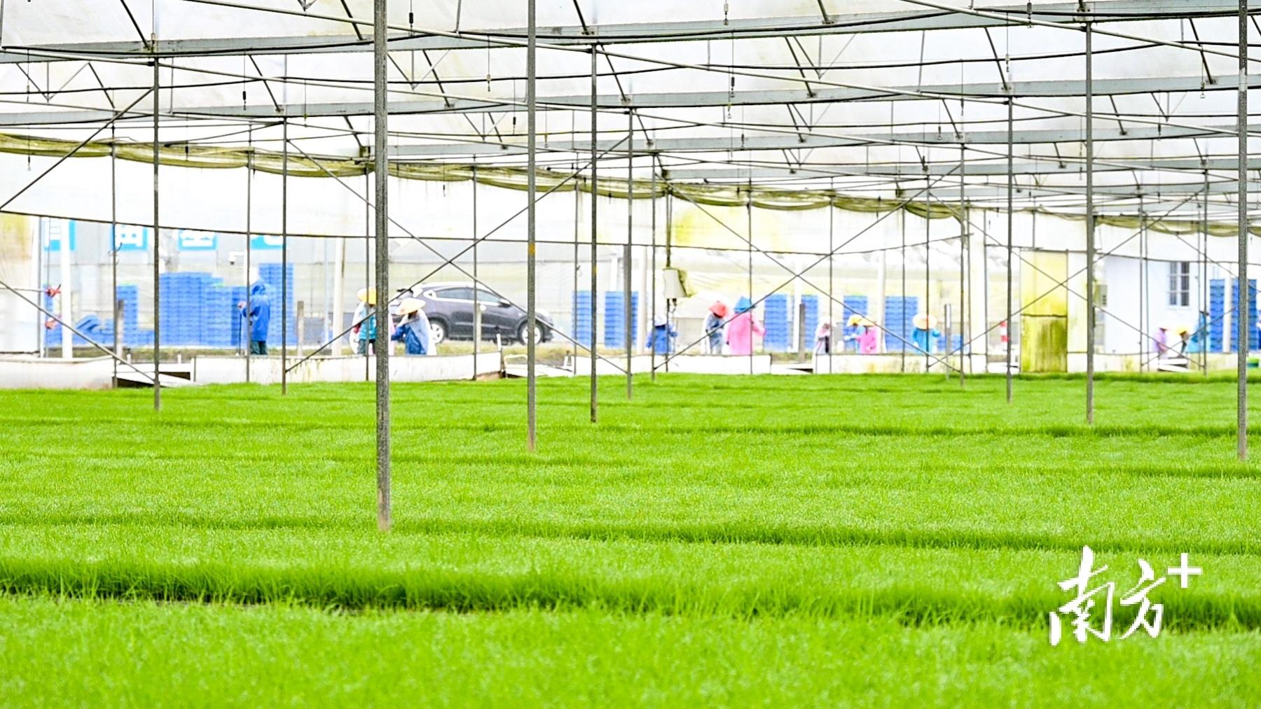 富硒大米有机（大米机富硒有什么好处）-硒宝网