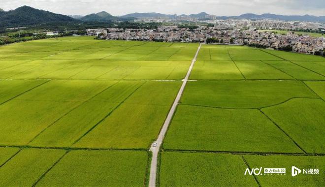 承德富硒大米（富硒大米哪里有卖）-硒宝网