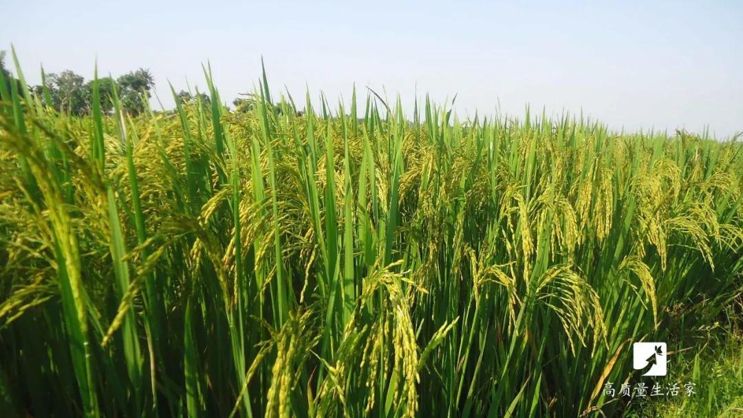 富硒大米有机(富硒大米有机营养素是什么)-硒宝网