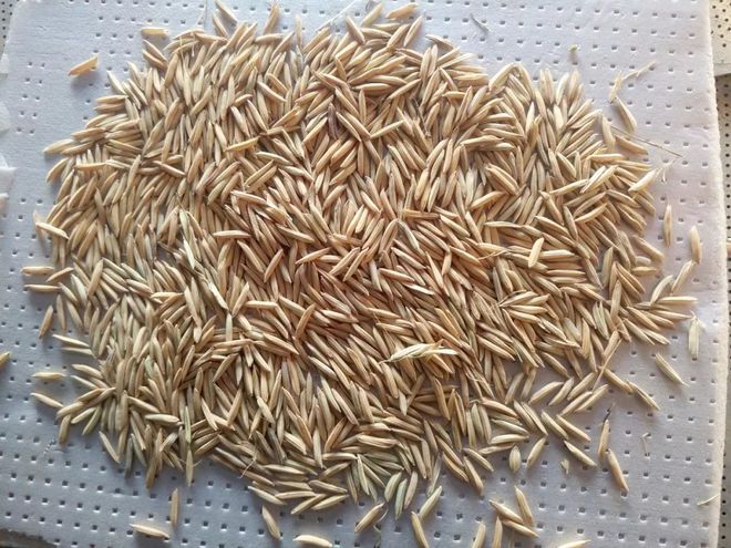 富硒大米皮蛋(皮蛋大米粥对人体有益)-硒宝网