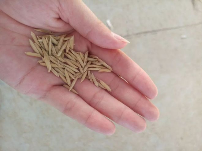 富硒大米皮蛋(皮蛋大米粥对人体有益)-硒宝网