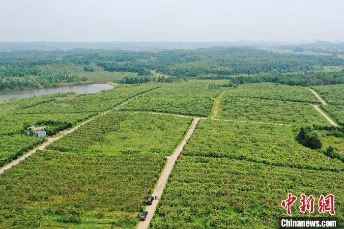 富硒大米描述（大米描述富硒的句子）-硒宝网