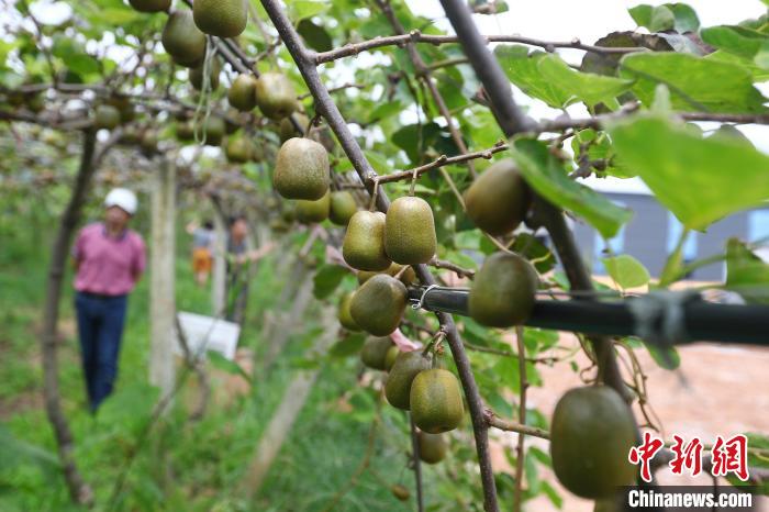 富硒大米描述（大米描述富硒的句子）-硒宝网