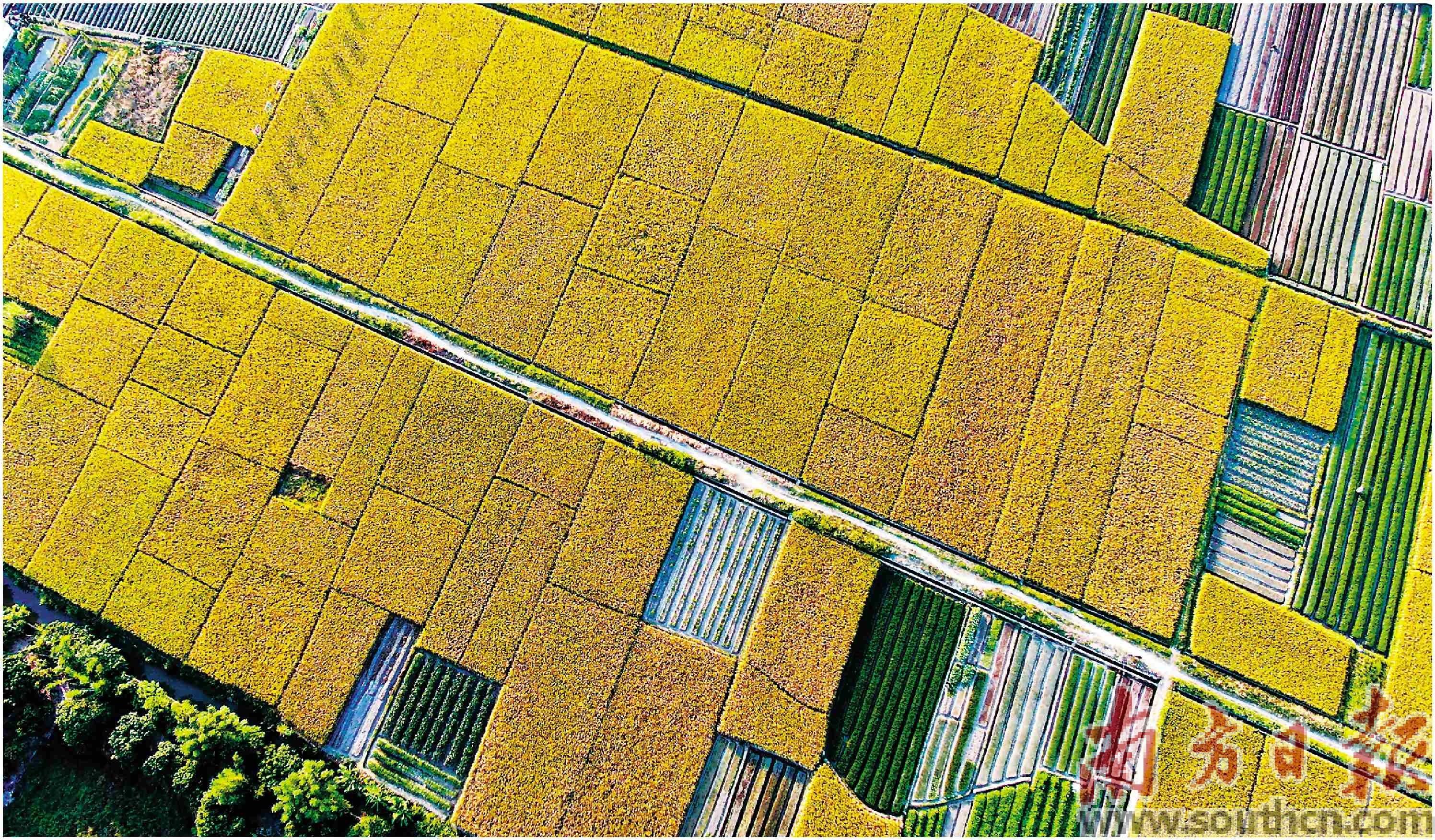 高州富硒大米(大米富硒高州哪里有卖)-硒宝网