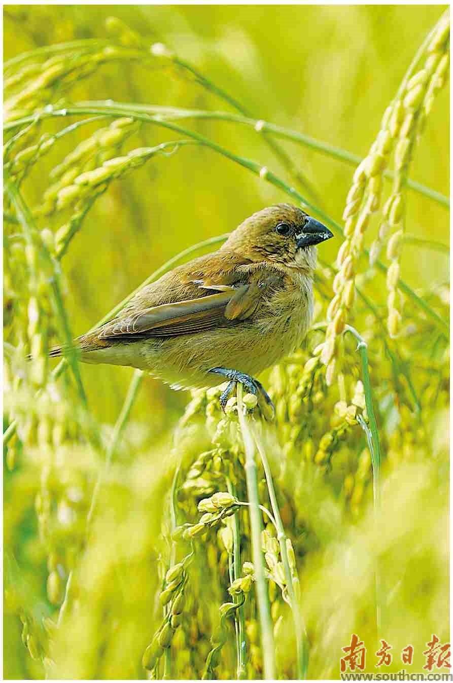 高州富硒大米(大米富硒高州哪里有卖)-硒宝网