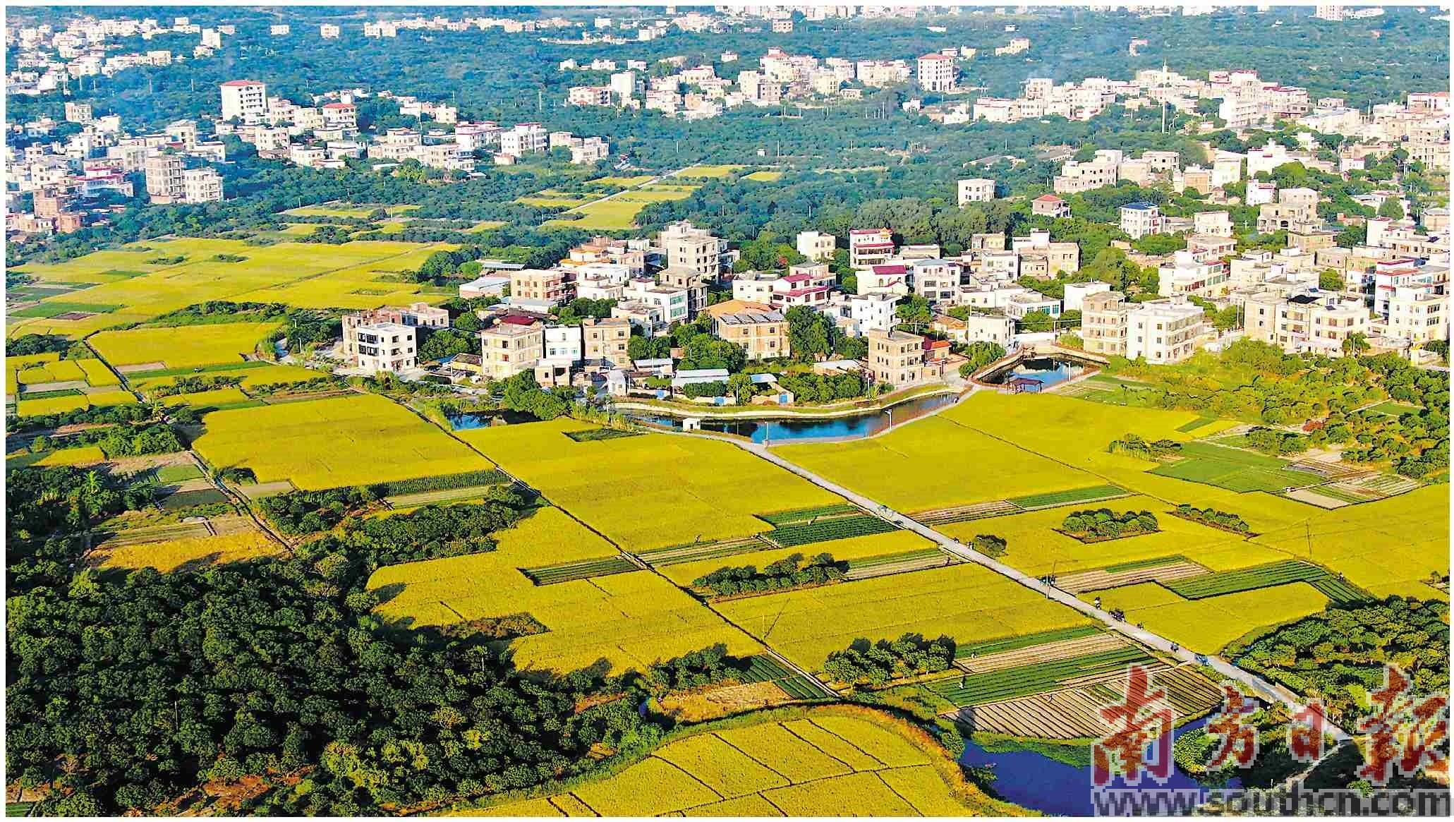 高州富硒大米(大米富硒高州哪里有卖)-硒宝网