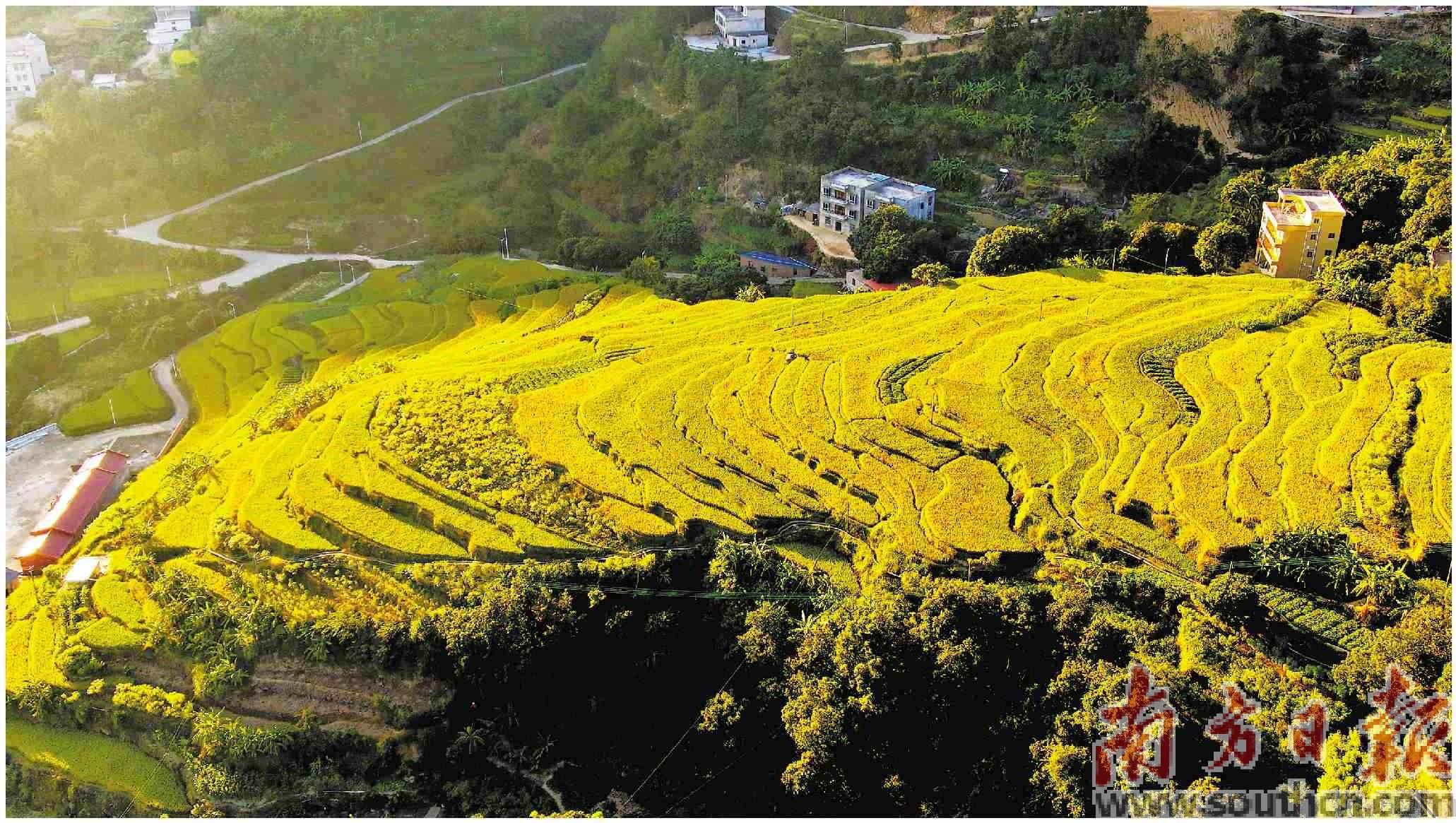 高州富硒大米(大米富硒高州哪里有卖)-硒宝网