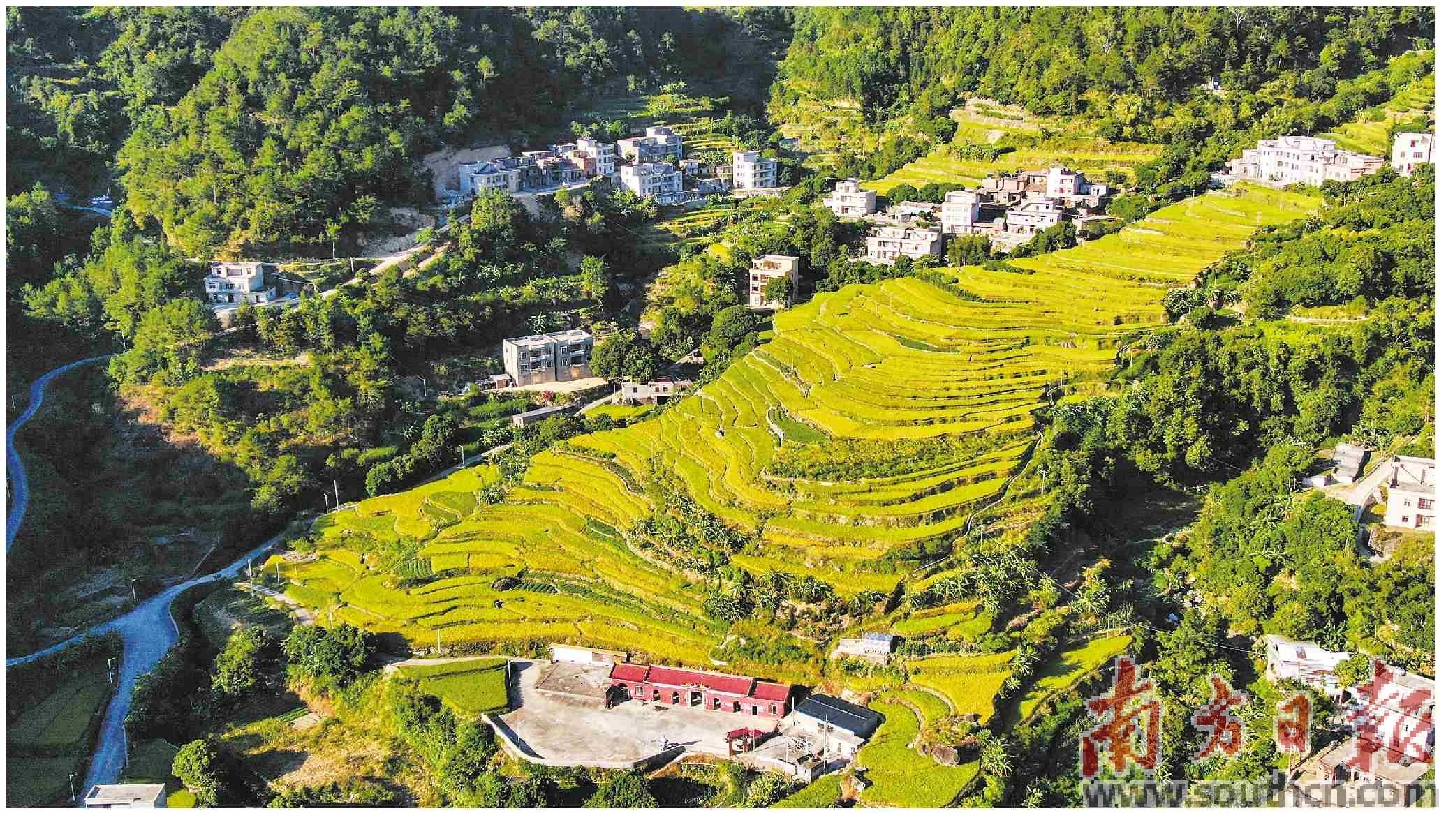 高州富硒大米(大米富硒高州哪里有卖)-硒宝网