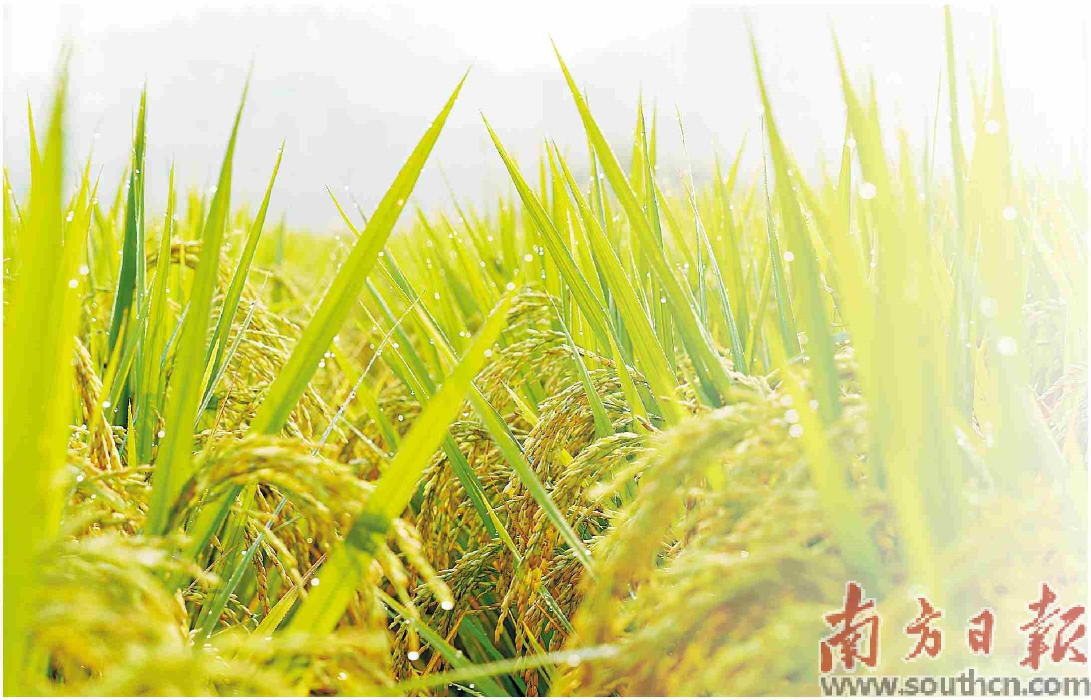 高州富硒大米(大米富硒高州哪里有卖)-硒宝网