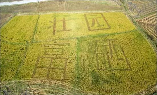 优质富硒大米（富硒大米好在哪）-硒宝网