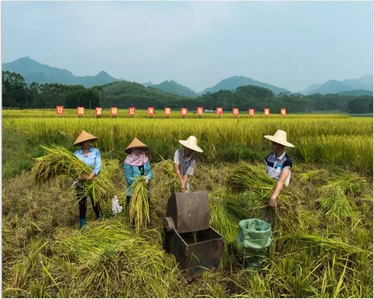 优质富硒大米（富硒大米好在哪）-硒宝网
