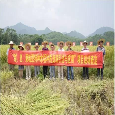 优质富硒大米（富硒大米好在哪）-硒宝网