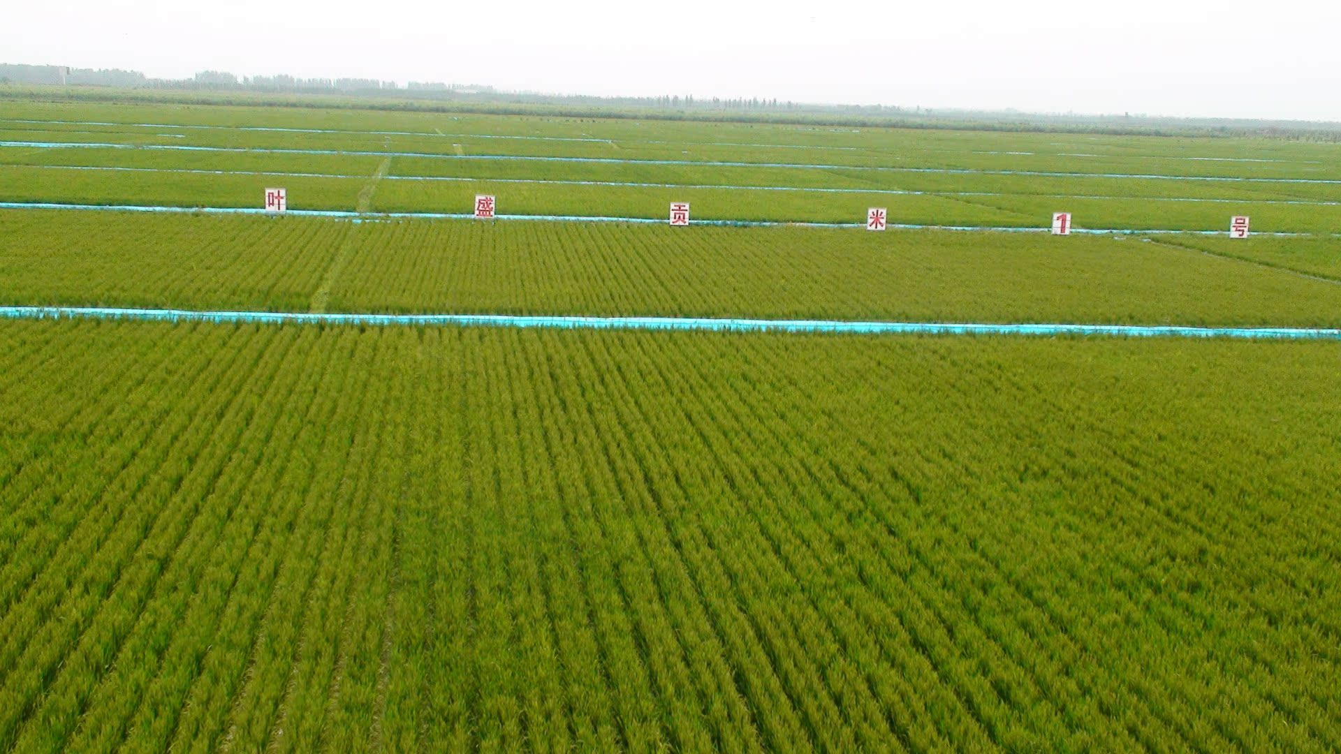 宿迁富硒大米（射阳富硒大米）-硒宝网