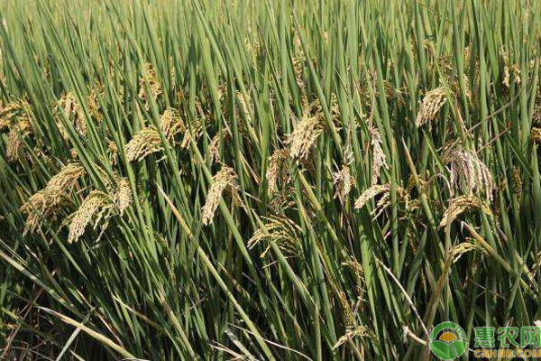 优质富硒大米(大米优质富硒含量多少)-硒宝网