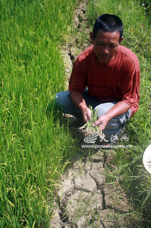 优质富硒大米(大米优质富硒含量多少)-硒宝网