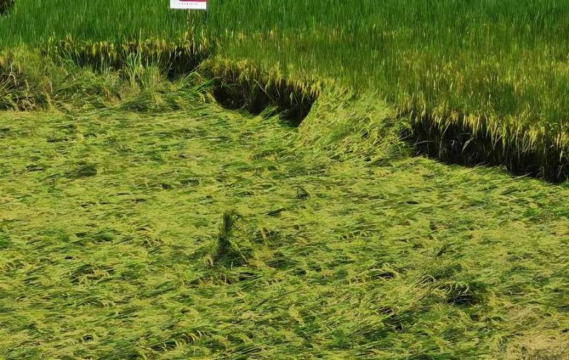 优质富硒大米(大米优质富硒含量多少)-硒宝网