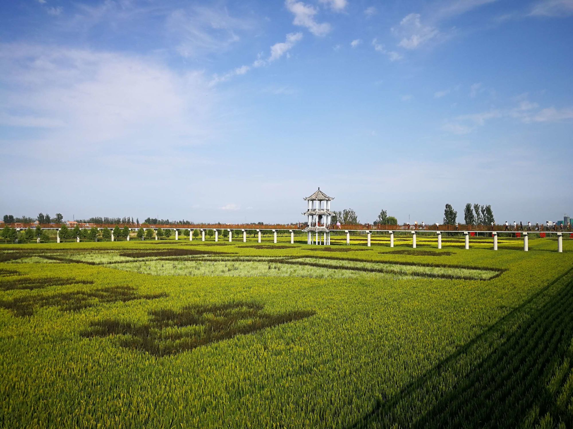 仪征富硒大米(富硒优质大米)-硒宝网