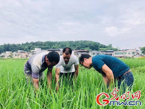 仪征富硒大米(富硒优质大米)-硒宝网