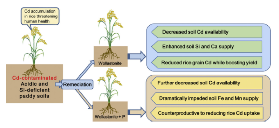 富硒水稻大米(大米水稻富硒含量)-硒宝网