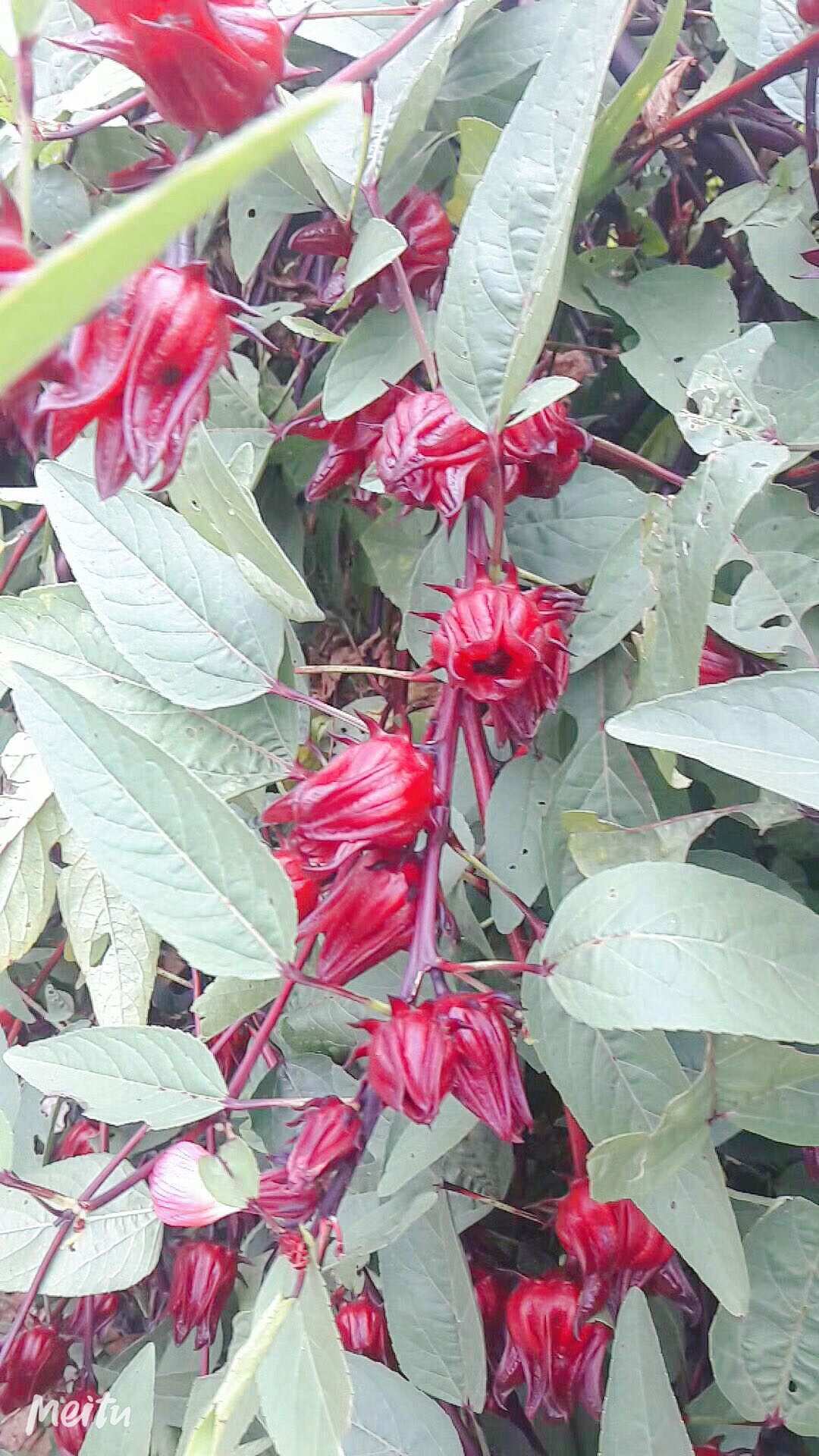 富硒大米功用(大米功用富硒好吗)-硒宝网