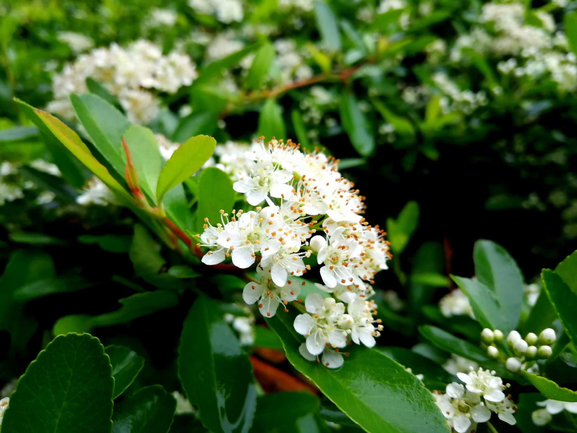 富硒大米功用(大米功用富硒好吗)-硒宝网