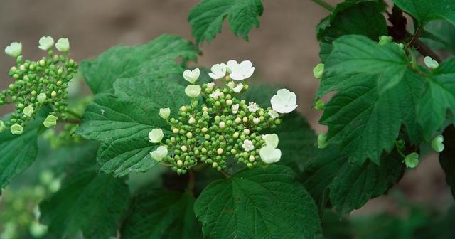 富硒大米功用(大米功用富硒好吗)-硒宝网